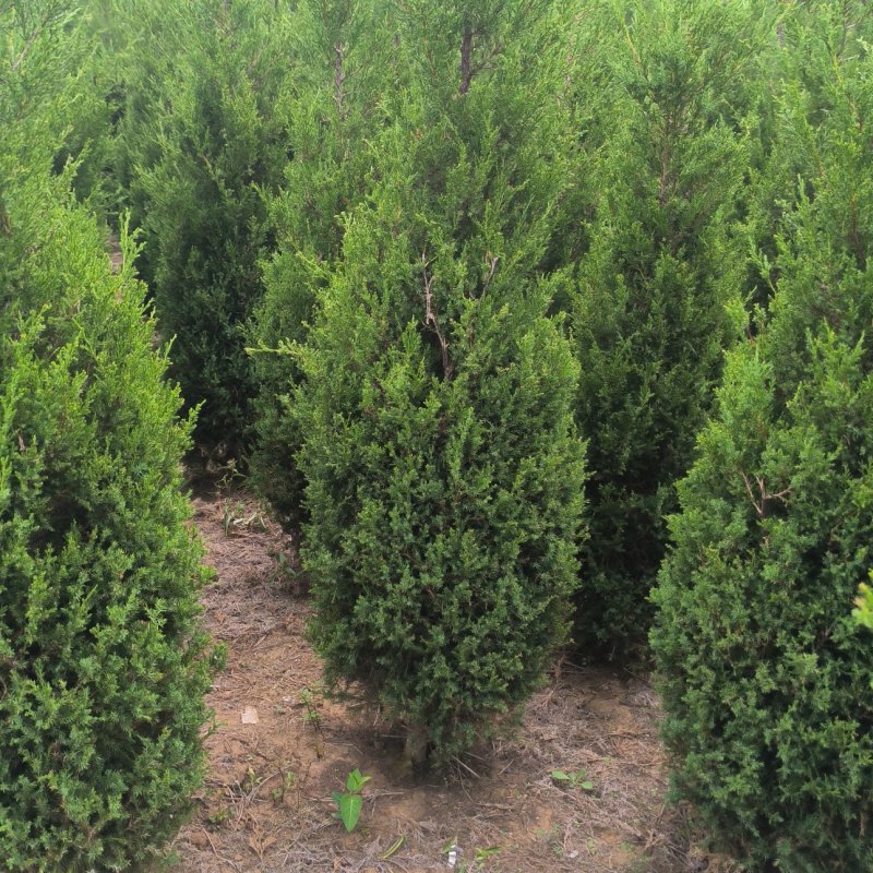 塔柏蜀桧树苗30一3.5米高.基地一手货源量大,塔柏床苗