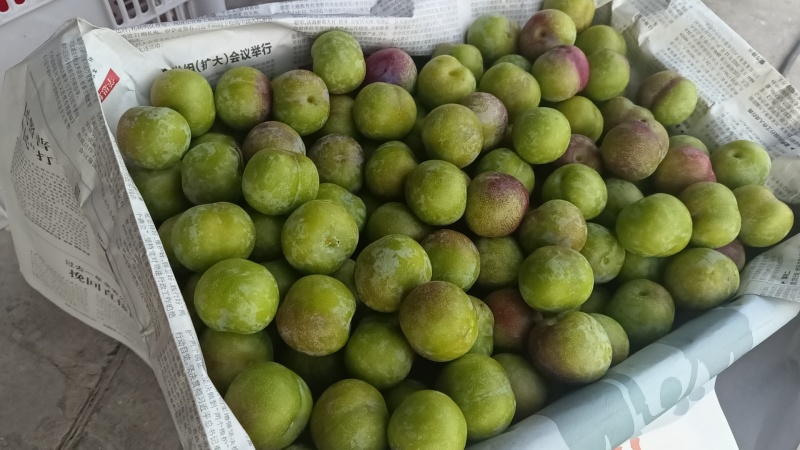 五月脆，茵红李，蜂糖李