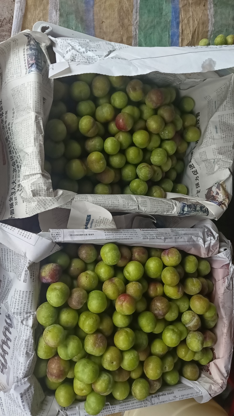 五月脆，茵红李，蜂糖李
