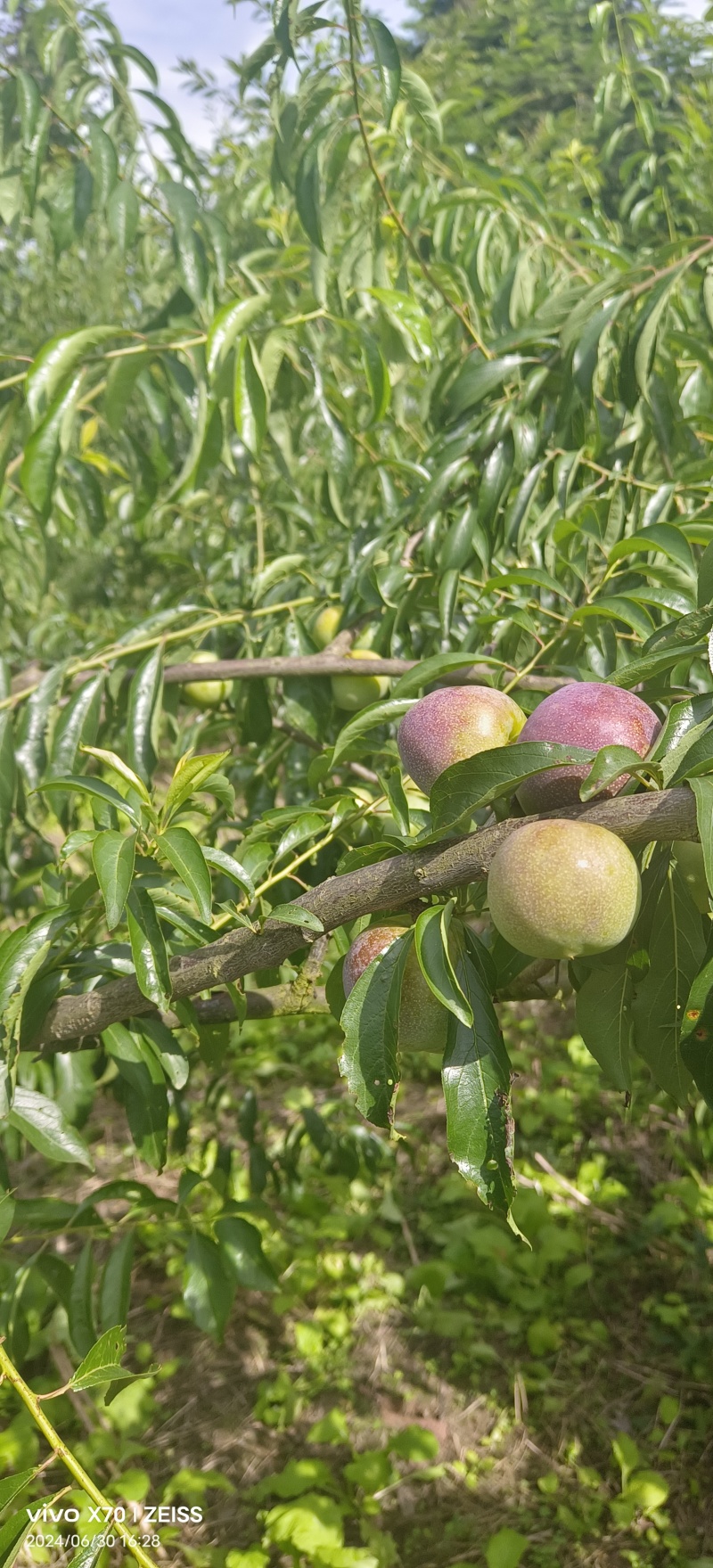 五月脆，茵红李，蜂糖李