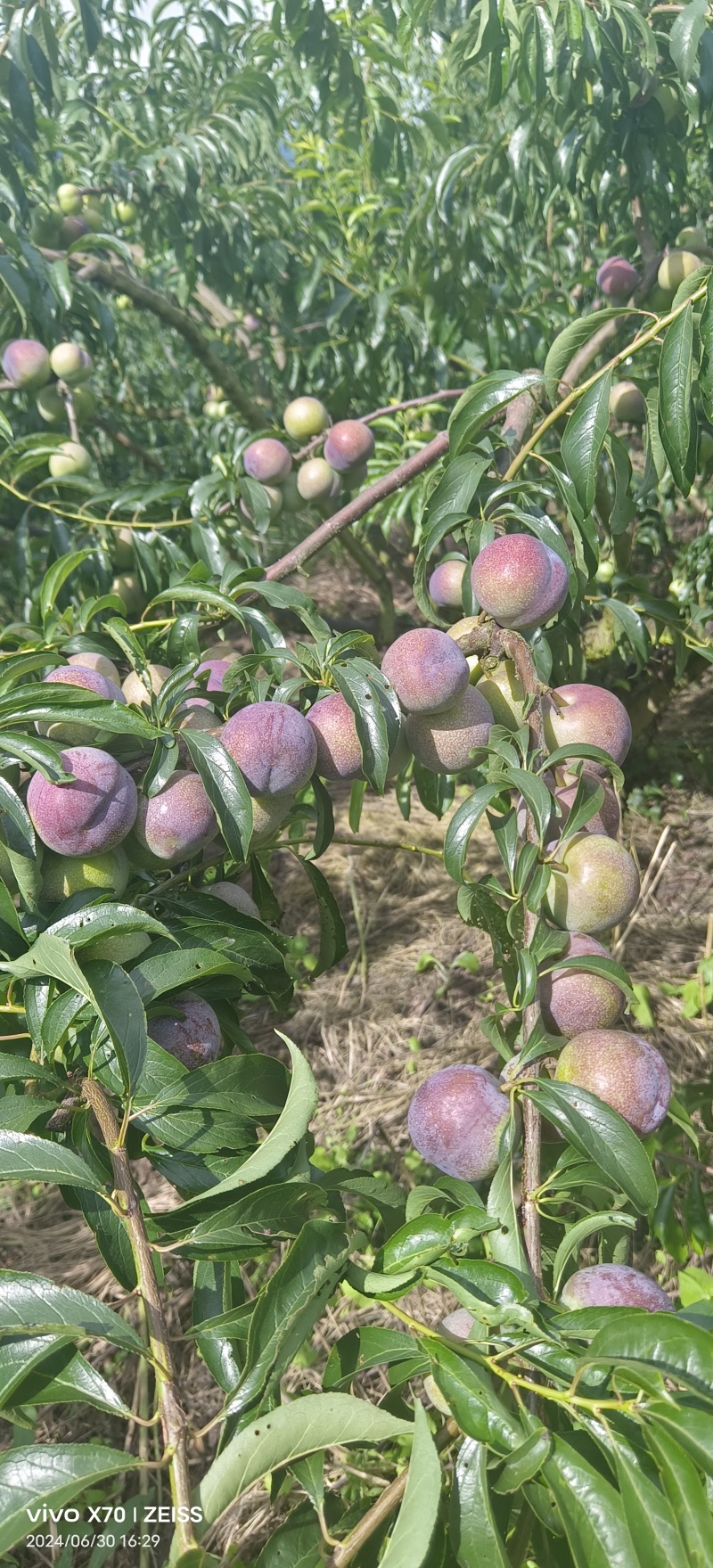 五月脆，茵红李，蜂糖李