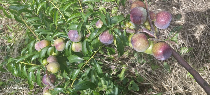 五月脆，茵红李，蜂糖李