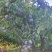 五月脆，茵红李，蜂糖李