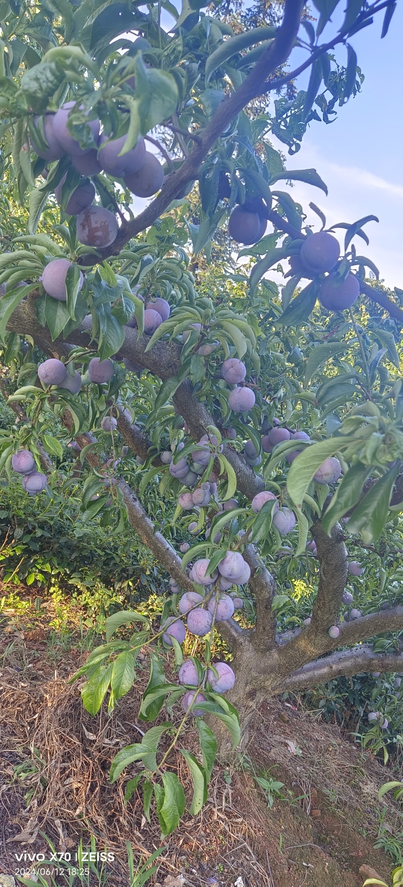 五月脆，茵红李，蜂糖李