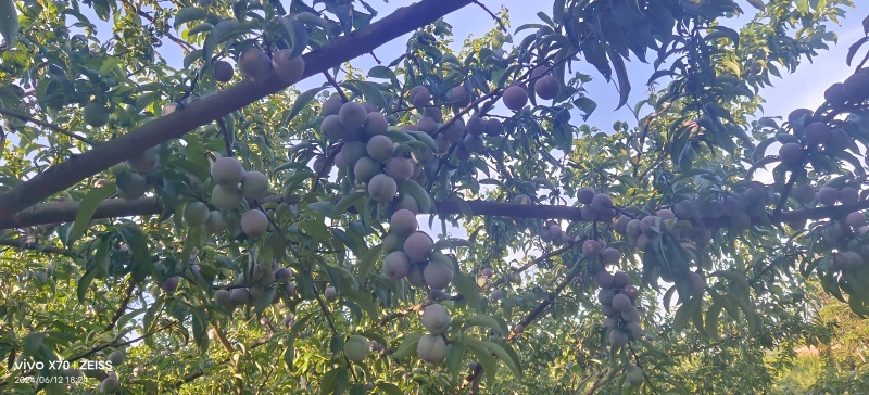 五月脆，茵红李，蜂糖李