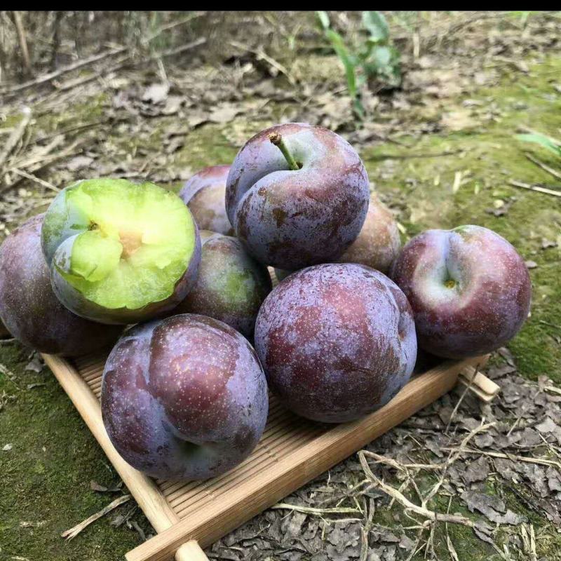 五月脆，茵红李，蜂糖李