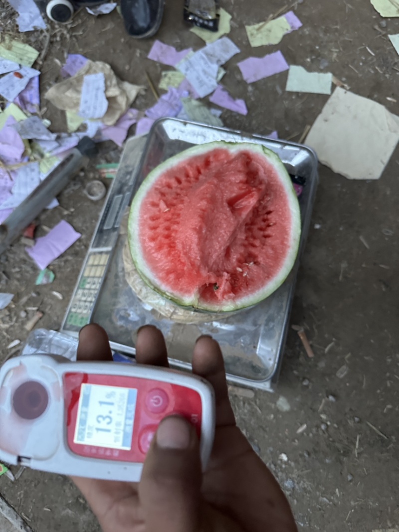 精品美都西瓜，梦中情瓜，西瓜之乡，优选精品西瓜，