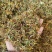 金银花，干货包邮，太阳晒干