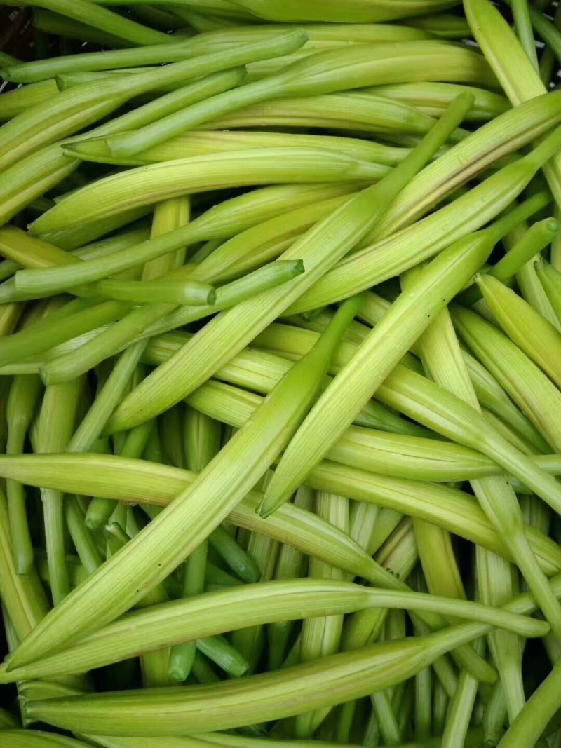 新鲜黄花菜
