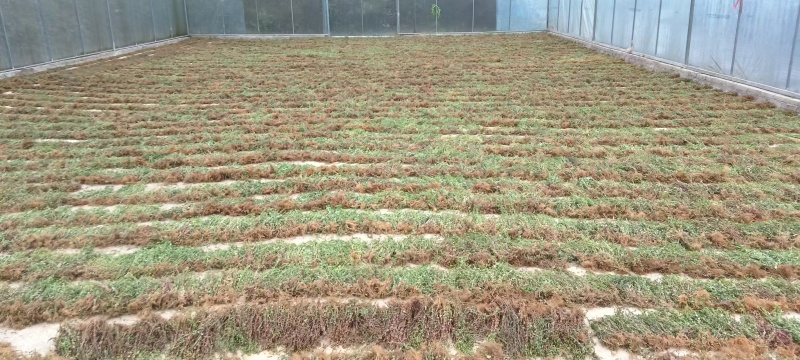 云南本地野生田基黄无硫***地耳草黄花草一手货源