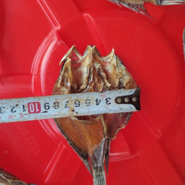 淡水石斑/鱼干/海南省/淡盐/纯野生/水库鱼/包邮/批发