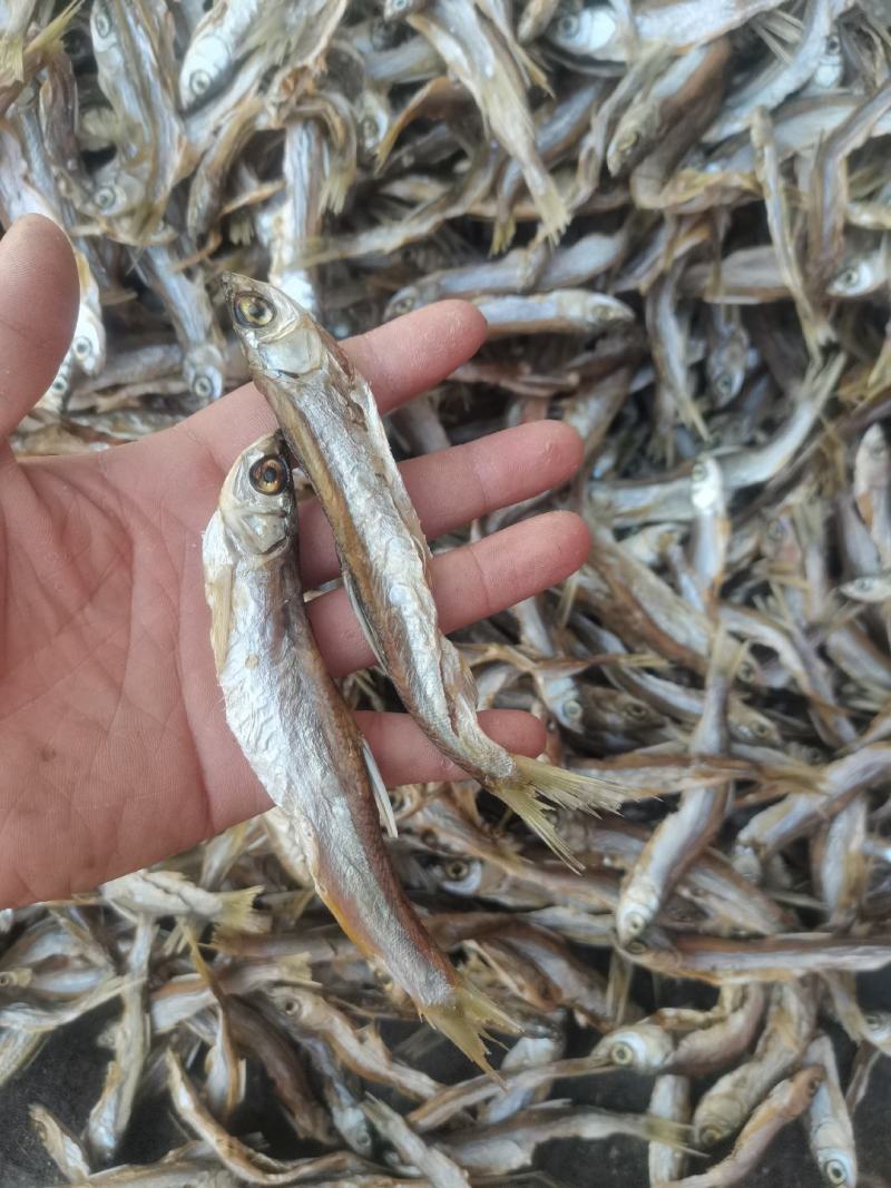 烘干蓝刀/水库鱼/河鱼/烘干蓝刀/餐条/包邮