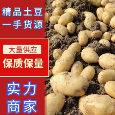 《黄心土豆》平原基地直供，质优价廉。欢迎来电咨询！