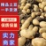 《黄心土豆》平原基地直供，质优价廉。欢迎来电咨询！