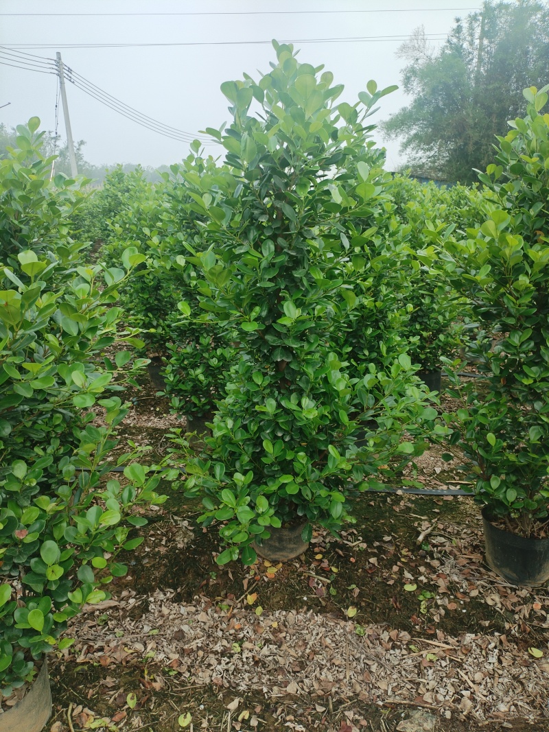 广东火山熔1.6到1米8，大量供应，现货速发，欢迎来电
