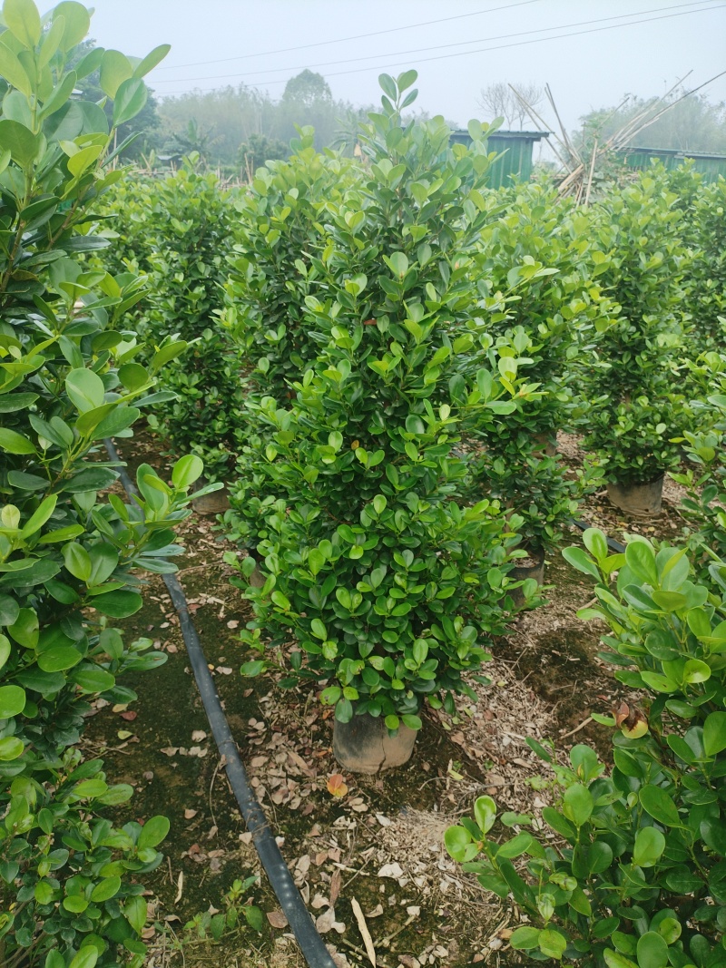 广东火山熔1.6到1米8，大量供应，现货速发，欢迎来电