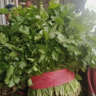 河北邯郸市临漳县习文镇香菜精品，通货，食堂货都有欢迎考察