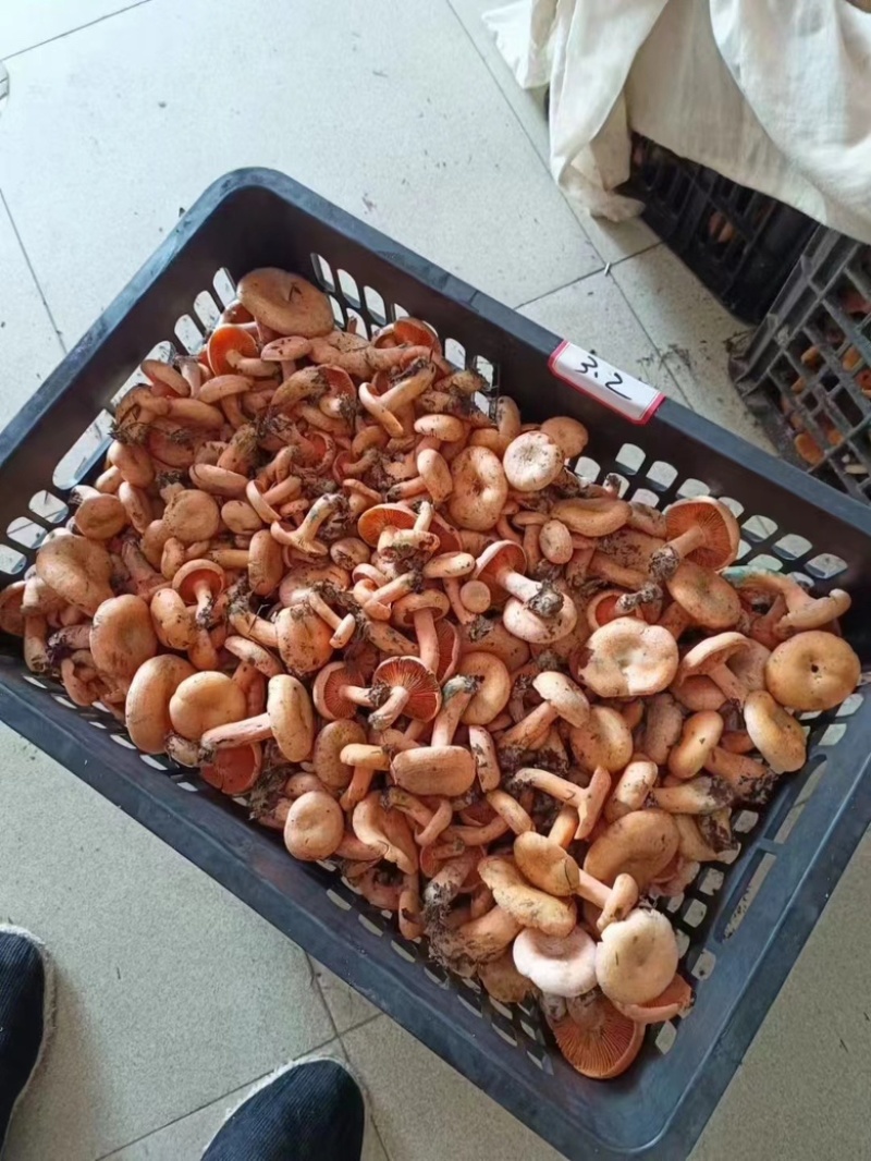 新鲜野生丛树菌