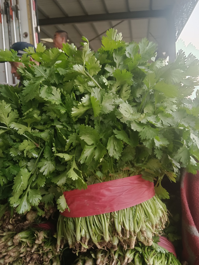 河北邯郸市临漳县习文镇香菜精品，通货，食堂货都有欢迎考察