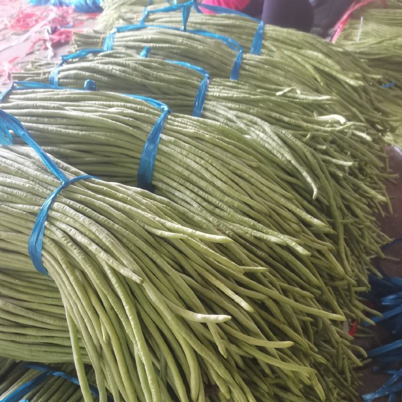 广西象州豆角主产区大量供应豆角，欢迎客商过来装货。