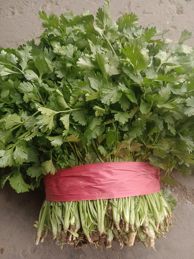 河北邯郸市临漳县习文镇香菜精品，通货，食堂货都有欢迎考察