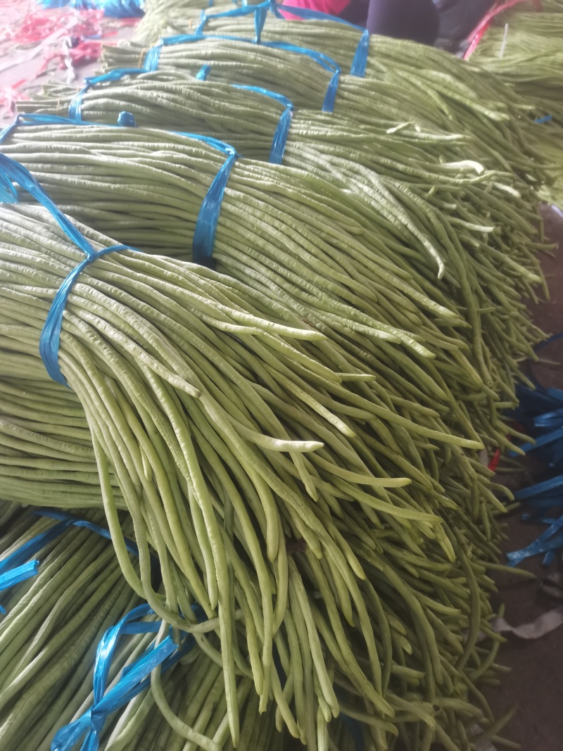 广西象州豆角主产区大量供应豆角，欢迎客商过来装货。