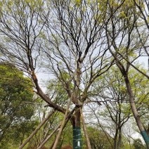 移栽精品50大朴树，