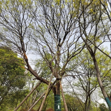 移栽精品50大朴树，