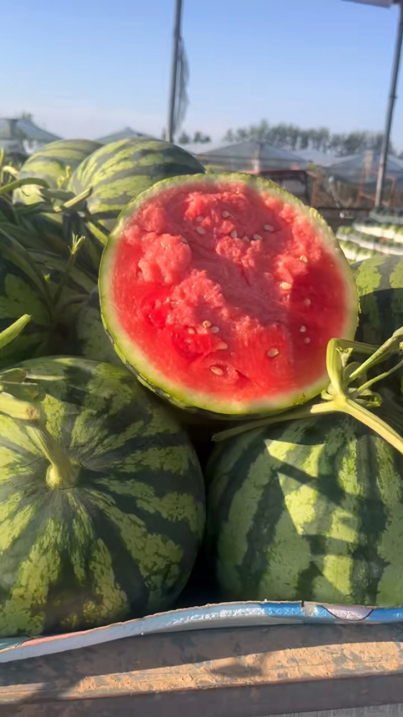 【推荐】夏邑无籽美都，麒麟瓜质量保证，产地一手货源发全国
