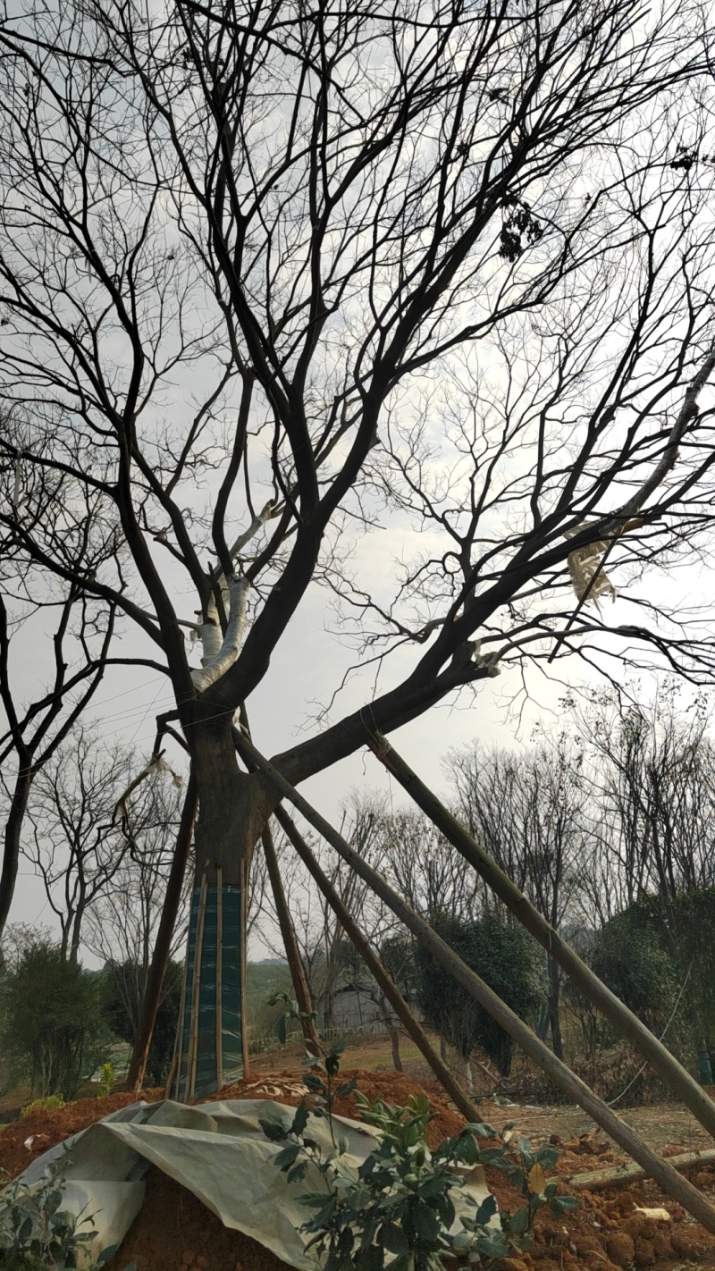 移栽精品50大朴树，