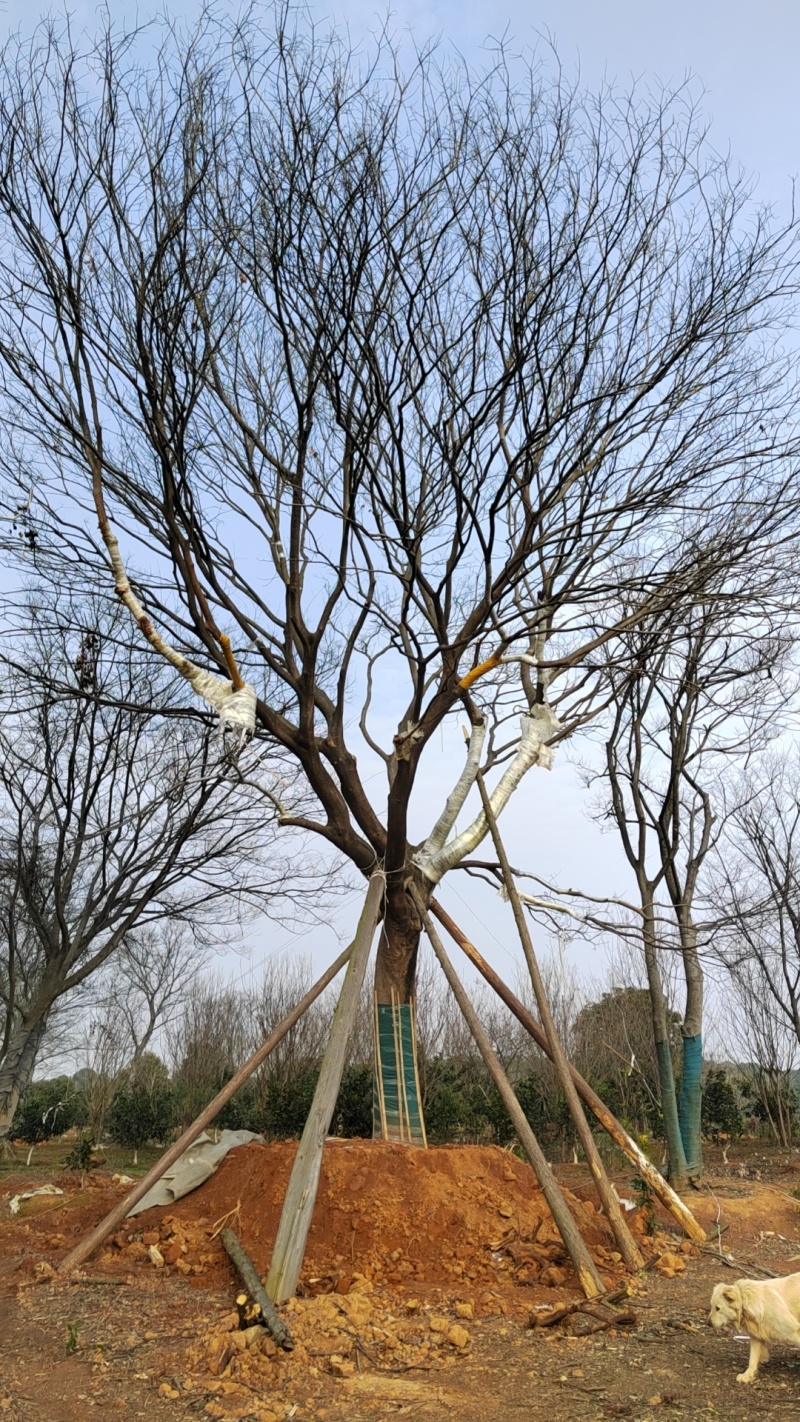 移栽精品50大朴树，