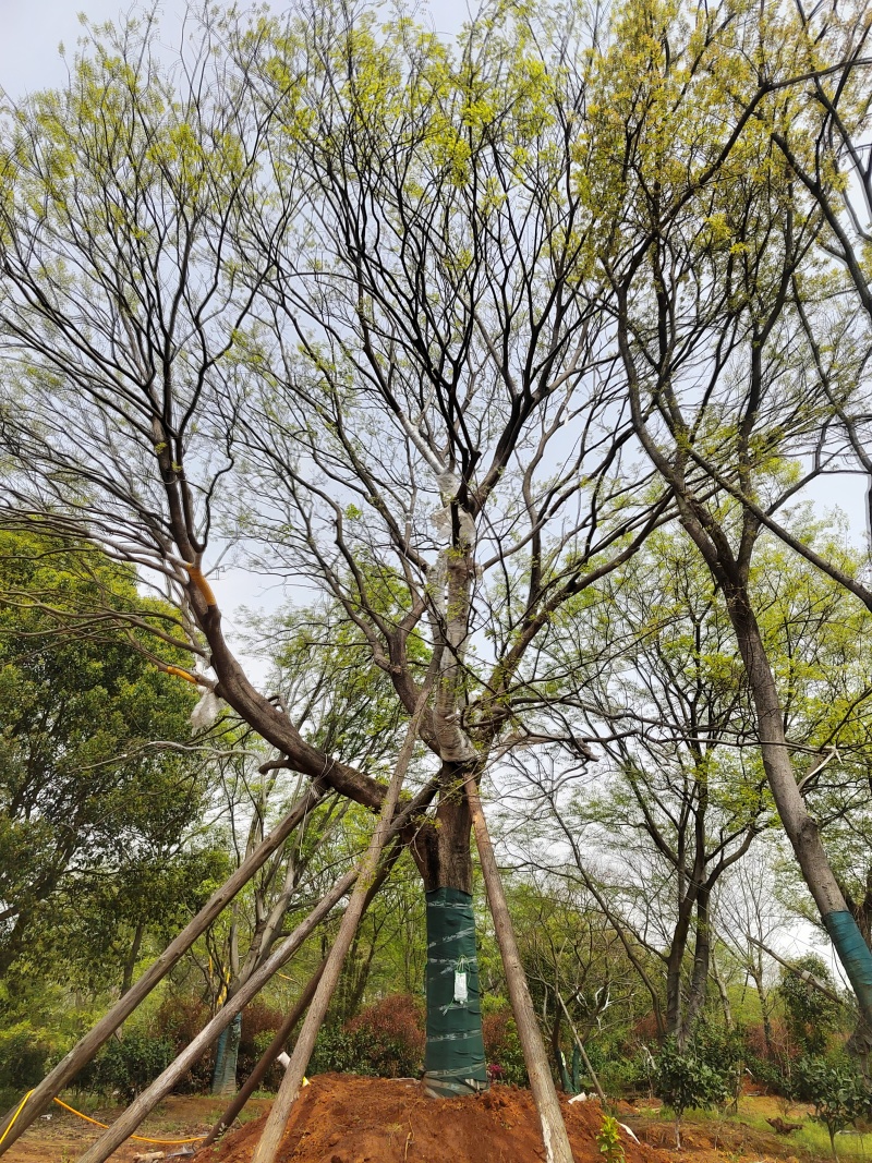 移栽精品50大朴树，