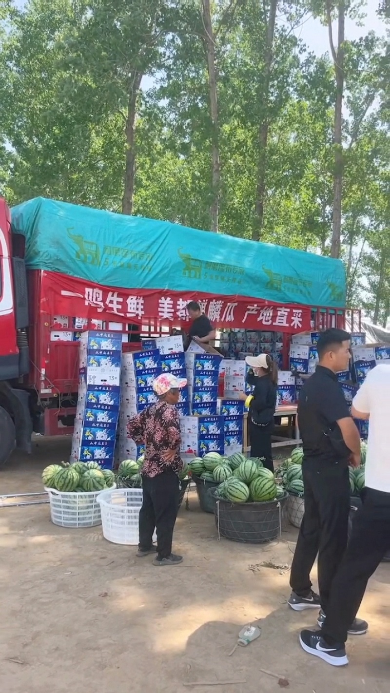 【推荐】夏邑无籽美都，麒麟瓜质量保证，产地一手货源发全国