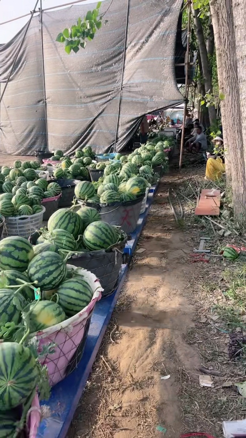 【推荐】无籽美都，麒麟西瓜。个个过手保质保量，发全国！