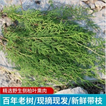 新鲜侧柏叶，带枝侧柏叶，侧柏纯叶子。量大优惠，可长期供应