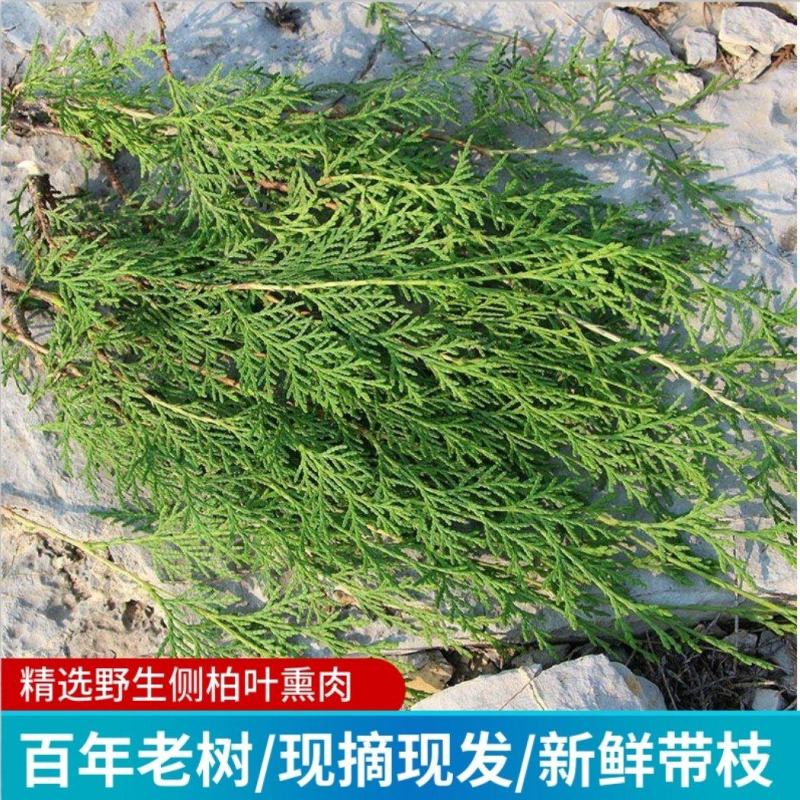 新鲜侧柏叶，带枝侧柏叶，侧柏纯叶子。量大优惠，可长期供应