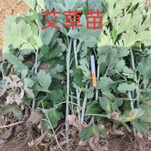 艾草苗，艾草秧，艾草大量上市产地直发可视频看货