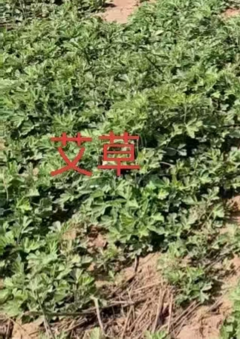 艾草苗，艾草秧，艾草大量上市产地直发可视频看货