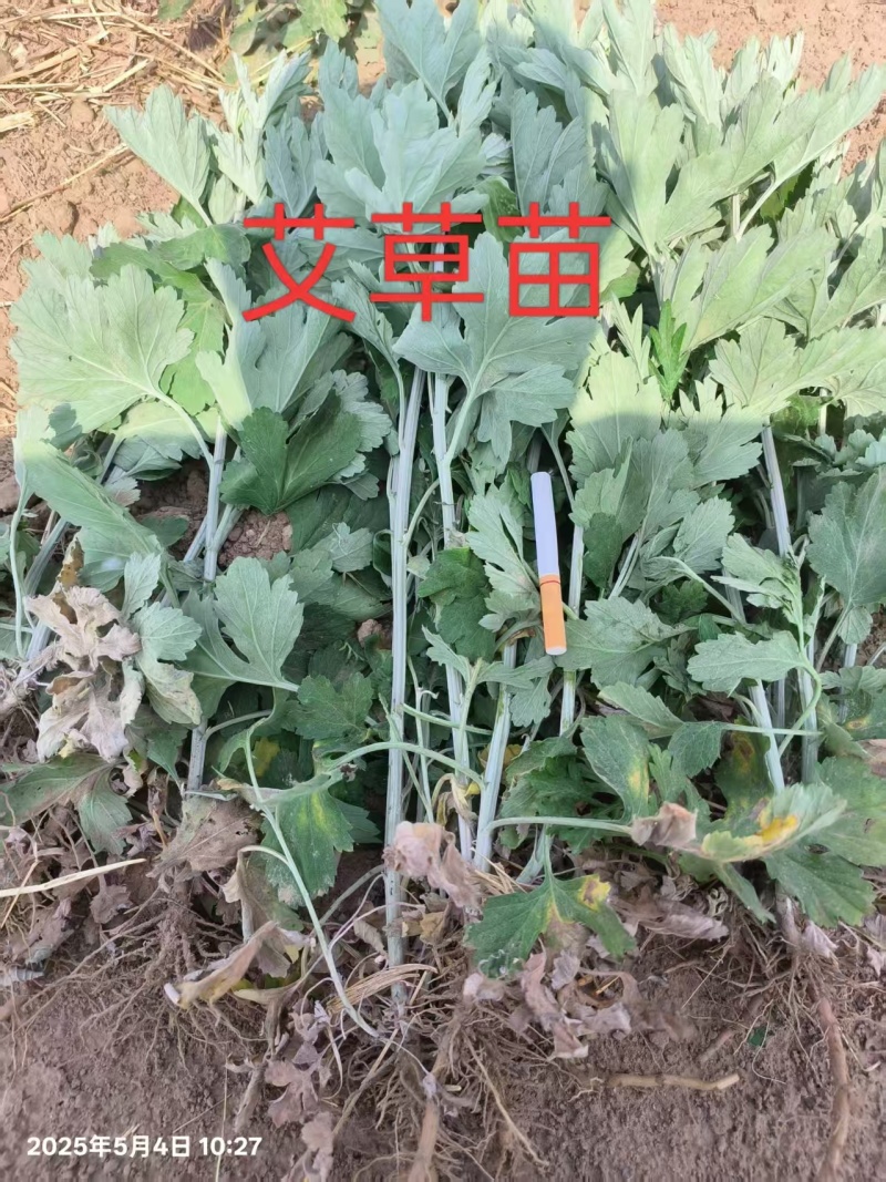 艾草苗，艾草秧，艾草大量上市产地直发可视频看货