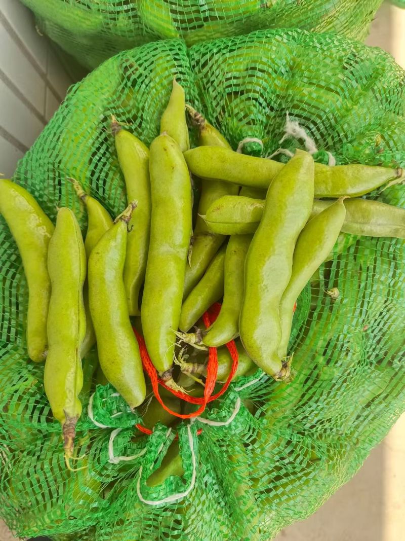 海门区精品蚕豆大量上市，自产自销