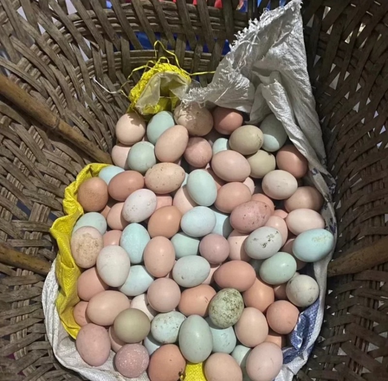 新鲜土鸡蛋批发有意向的联系我，价格优惠，感谢各位老板。