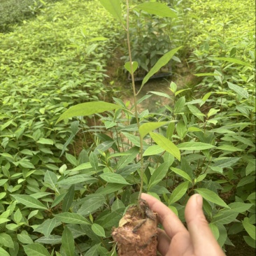 木姜子杯苗场地直销一手货源批发价