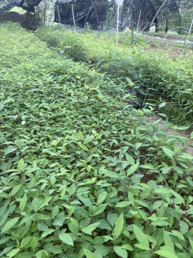 木姜子杯苗场地直销一手货源批发价