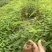 木姜子杯苗场地直销一手货源批发价