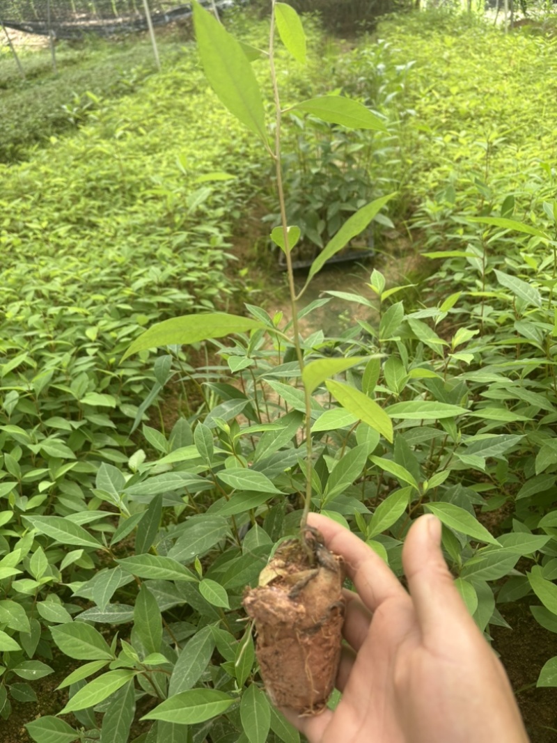 木姜子杯苗场地直销一手货源批发价