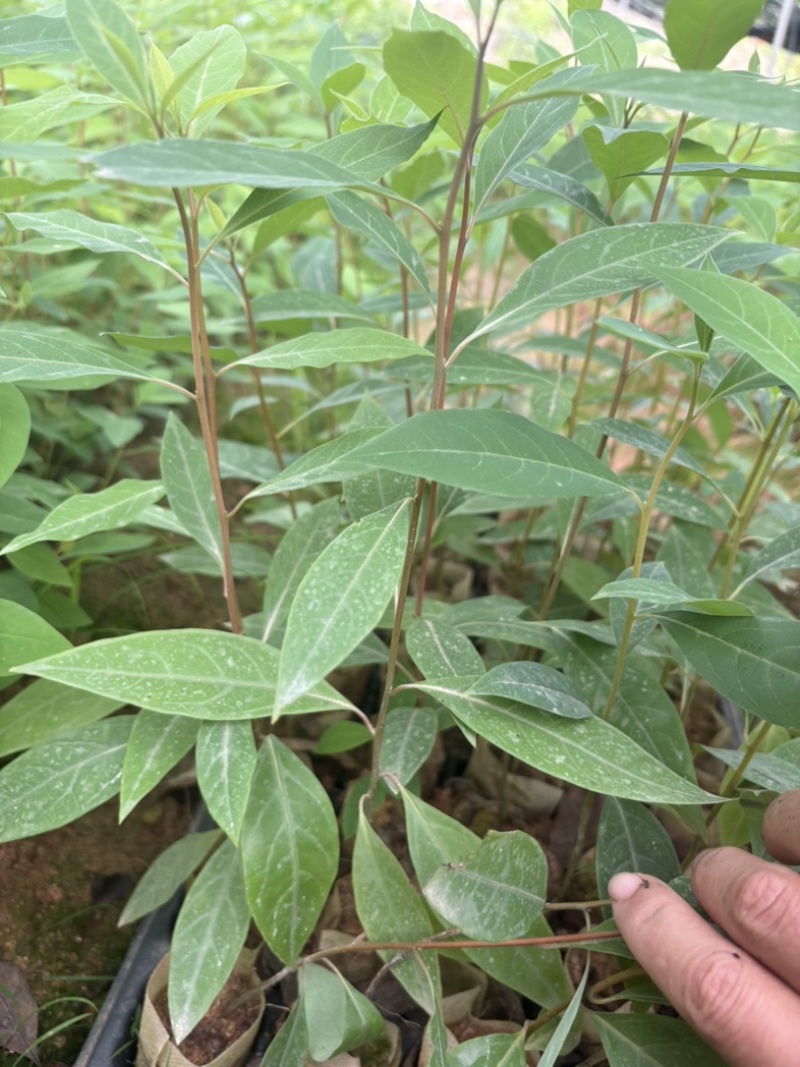木姜子杯苗场地直销一手货源批发价