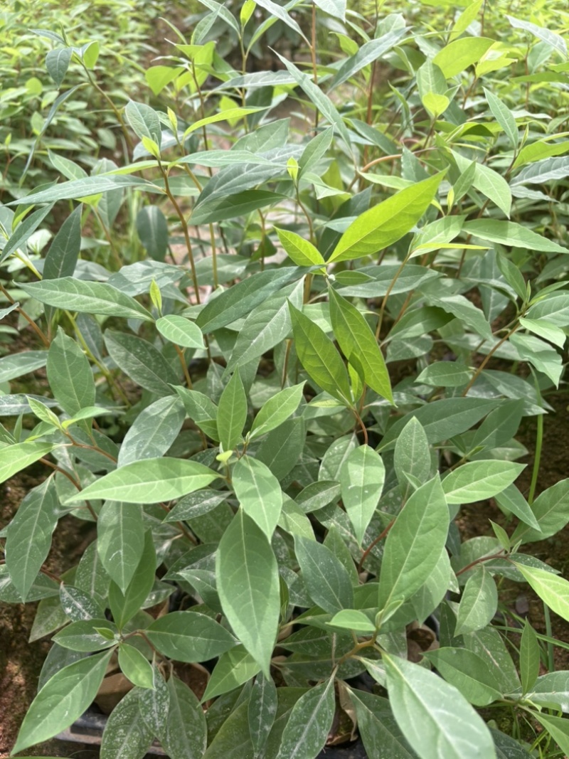木姜子杯苗场地直销一手货源批发价