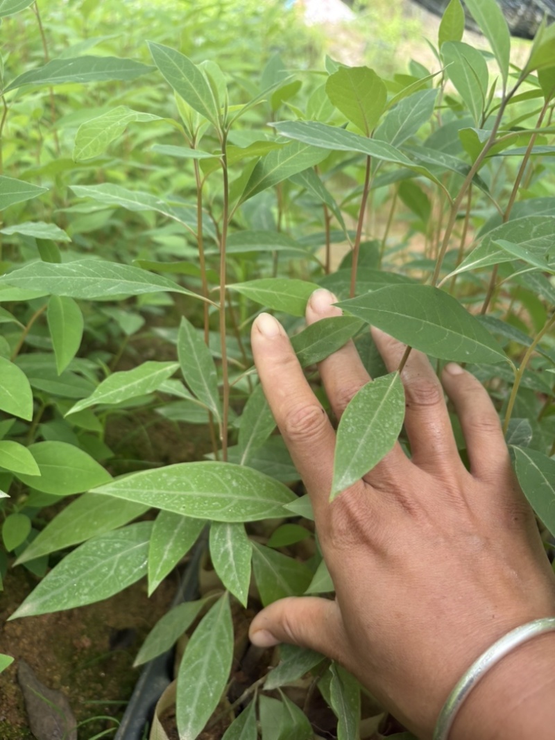 木姜子杯苗场地直销一手货源批发价