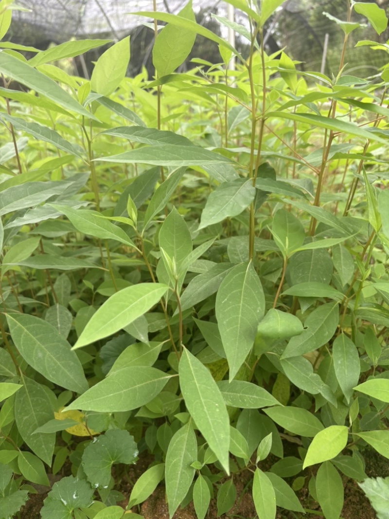 木姜子杯苗场地直销一手货源批发价