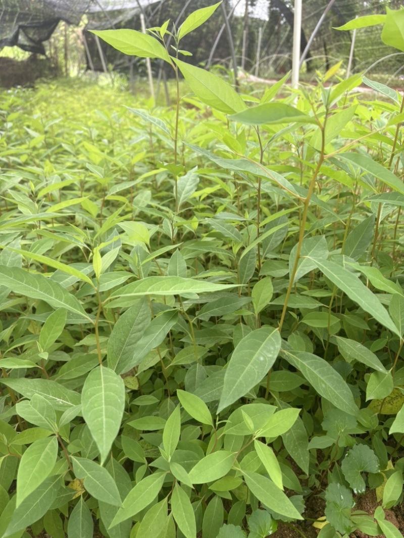 木姜子杯苗场地直销一手货源批发价